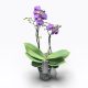 Phalaenopsis Exclusivo 'Shiva' - Lepkeorchidea