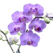 Phalaenopsis Exclusivo 'Shiva' - Lepkeorchidea