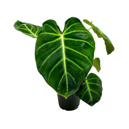 Philodendron luxurians