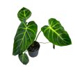 Philodendron luxurians