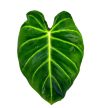 Philodendron luxurians