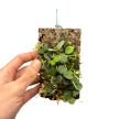 Hoya serpens parafán (Inplanted)