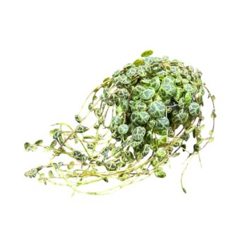 Peperomia prostrata (mini)