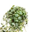 Peperomia prostrata (mini)
