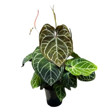 Anthurium crystallinum komplex hibrid