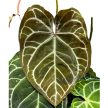 Anthurium crystallinum komplex hibrid