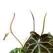 Anthurium crystallinum komplex hibrid