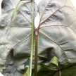 Anthurium crystallinum komplex hibrid