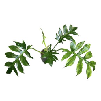 Philodendron distantilobum