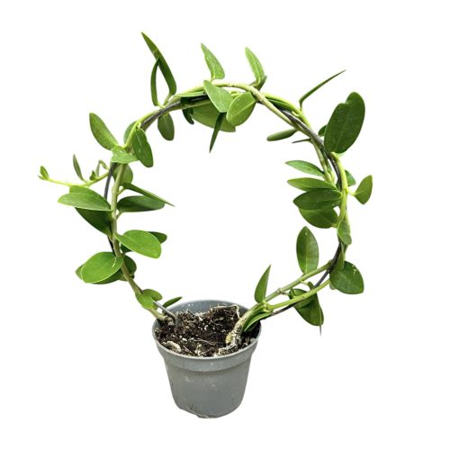 Hoya cummingiana