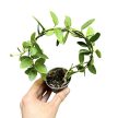 Hoya cummingiana