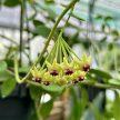 Hoya cummingiana