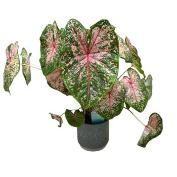 Caladium bicolor 'Pink Beauty'