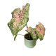 Caladium bicolor 'Pink Beauty'