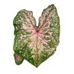 Caladium bicolor 'Pink Beauty'