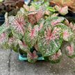 Caladium bicolor 'Pink Beauty'