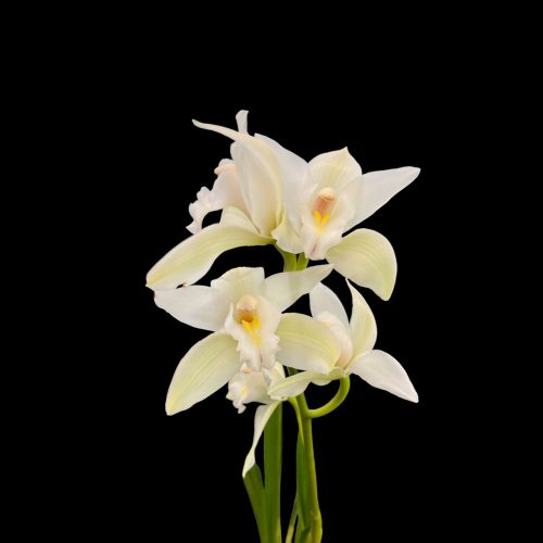 Cymbidium (fehér csónakorchidea)(virágzóképes)
