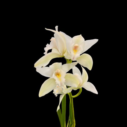 Cymbidium (virágzóképes)