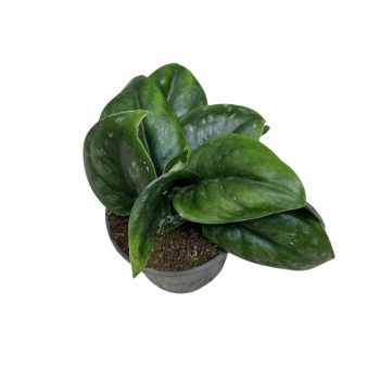 Scindapsus sp. ‘Silver Platinum’