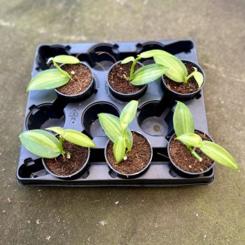 Vanilla p. 'Aurea Variegata' (6 pcs)