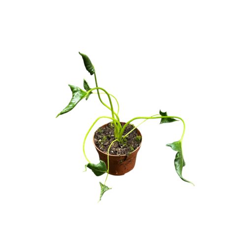 Alocasia triangularis