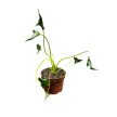 Alocasia triangularis