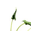Alocasia triangularis