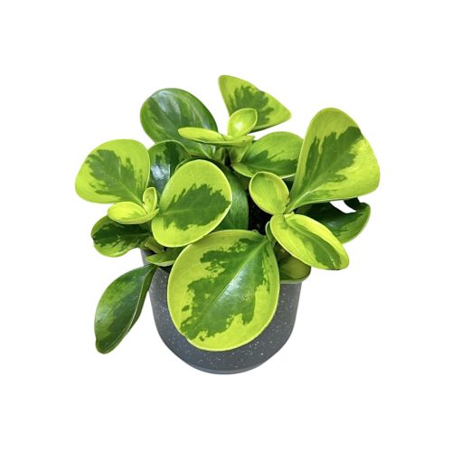 Peperomia obtustifolia 'Lemon Lime'