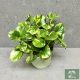 Peperomia obtustifolia 'Green Gold''