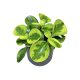 Peperomia obtustifolia 'Lemon Lime'
