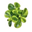 Peperomia obtustifolia 'Lemon Lime'