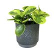 Peperomia obtustifolia 'Lemon Lime'