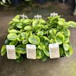 Peperomia obtustifolia 'Lemon Lime'