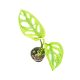 Monstera lechleriana 'Archipelago Ghost' mini (Inplanted)