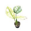 Monstera lechleriana 'Archipelago Ghost' mini (Inplanted)