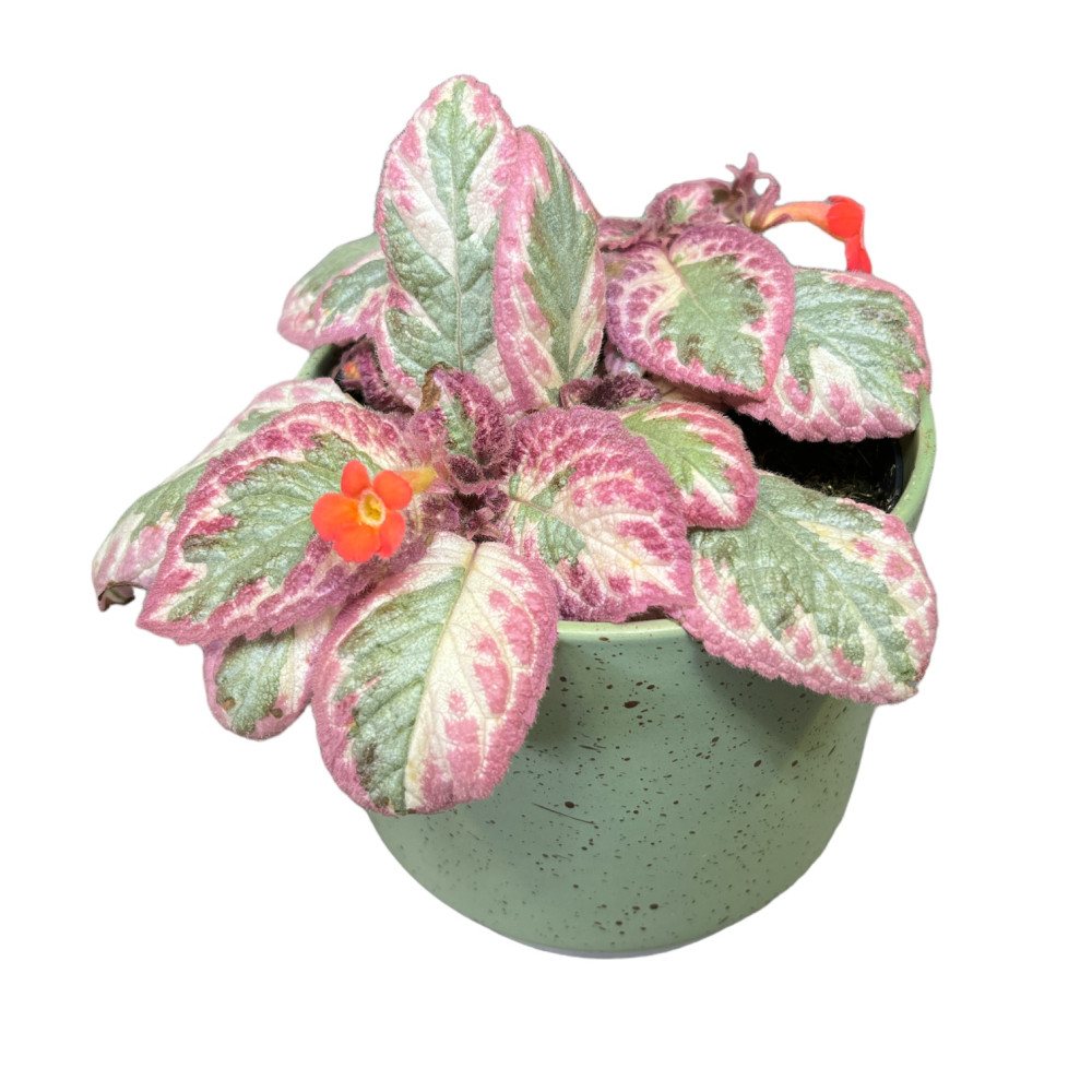 Episcia 'Cleopatra' - inplanted.hu