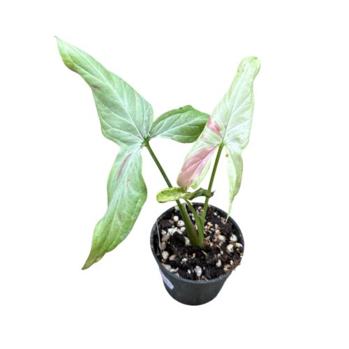 Syngonium podophyllum 'Strawberry Milk' mini (Inplanted)