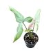 Syngonium podophyllum 'Strawberry Milk' mini (Inplanted)