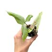 Syngonium podophyllum 'Strawberry Milk' mini (Inplanted)