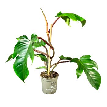 Philodendron squamiferum