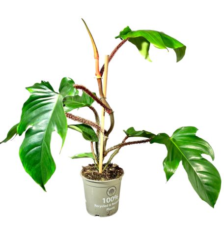 Philodendron squamiferum