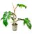 Philodendron squamiferum