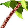 Philodendron squamiferum