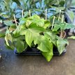 Philodendron squamiferum