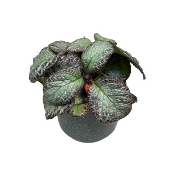 Episcia 'Seafoam'