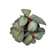 Episcia 'Seafoam'