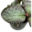 Episcia 'Seafoam'