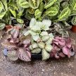 Episcia 'Seafoam'