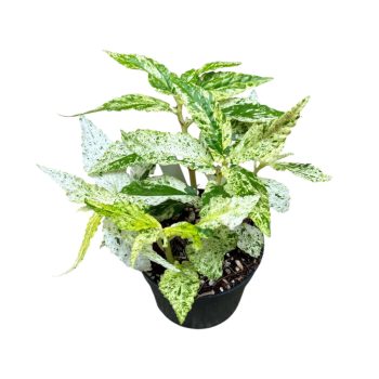 Pellionia repens 'Variegata' (Inplanted)