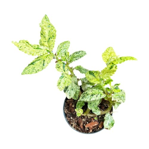 Pellionia repens 'Variegata'